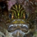 cardinalfish_tiger_ms_ni_v_0495_egy0643.jpg